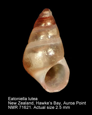 Eatoniella lutea.jpg - Eatoniella lutea(Suter,1908)